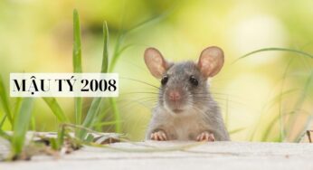 Sinh năm 2008 mệnh gì? Chi tiết từ A – Z về năm sinh Mậu Tý 2008