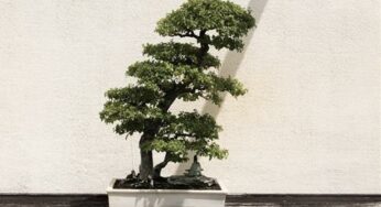 Những dự đoán tử vi ngày 24/7/2024 cho 12 con giáp: Thứ Tư Sửu nóng bỏng